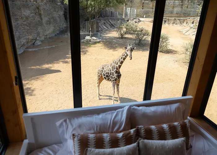 San Antonio Zoo - Spekboom Giraffe Lodge